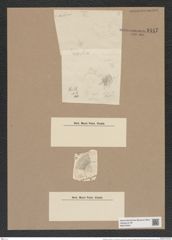 Hyalodiscus radiatus var. arcticus Grun. (de-Toni-Nr.: Genus 219, Species 5497) Zeichnungen Sammlung Grunow Nr. 9447 (NHMW-BOT-W0379304)